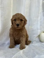 Chester , a male Miniature Goldendoodle for sale in Amherst, VA – 1 of 10