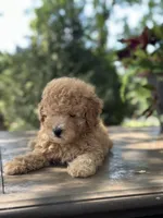 Waffle , a male Miniature Goldendoodle for sale in Amherst, VA – 7 of 8