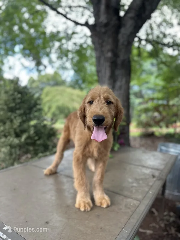 Dexter  – Goldendoodle, Golden Retriever puppy for sale in Amherst, VA
