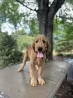 Dexter , a male Goldendoodle and Golden Retriever for sale in Amherst, VA – 1 of 7