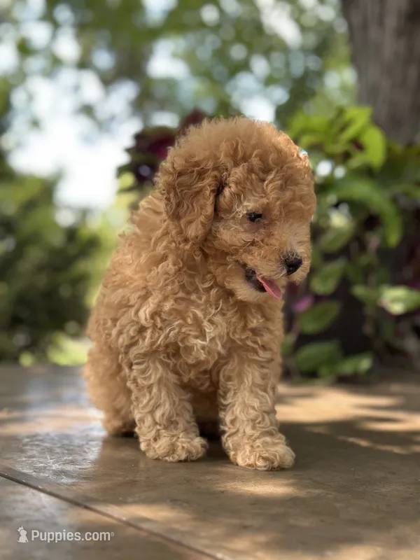 Waffle  – Miniature Goldendoodle puppy for sale in Amherst, VA