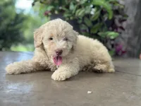 June , a female Miniature Goldendoodle for sale in Amherst, VA – 6 of 7