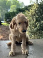 Lilly , a female Goldendoodle and Golden Retriever for sale in Amherst, VA – 4 of 4