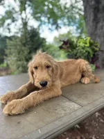 Buster , a male Goldendoodle and Golden Retriever for sale in Amherst, VA – 6 of 8