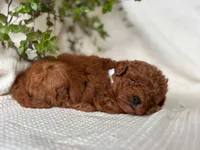 Jerry , a male Miniature Goldendoodle for sale in Amherst, VA – 3 of 10