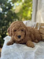 Willow , a female Miniature Goldendoodle for sale in Amherst, VA – 6 of 10