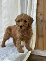 Chester , a male Miniature Goldendoodle for sale in Amherst, VA – 9 of 10