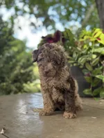Winston, a male Miniature Goldendoodle for sale in Amherst, VA – 5 of 5