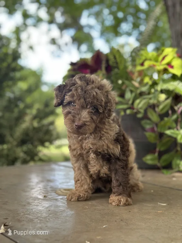 Winston – Miniature Goldendoodle puppy for sale in Amherst, VA