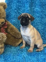Lila, a female Pug for sale in Amherst, VA – 10 of 10