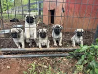 Butterfly , a female Pug for sale in Amherst, VA – 10 of 10