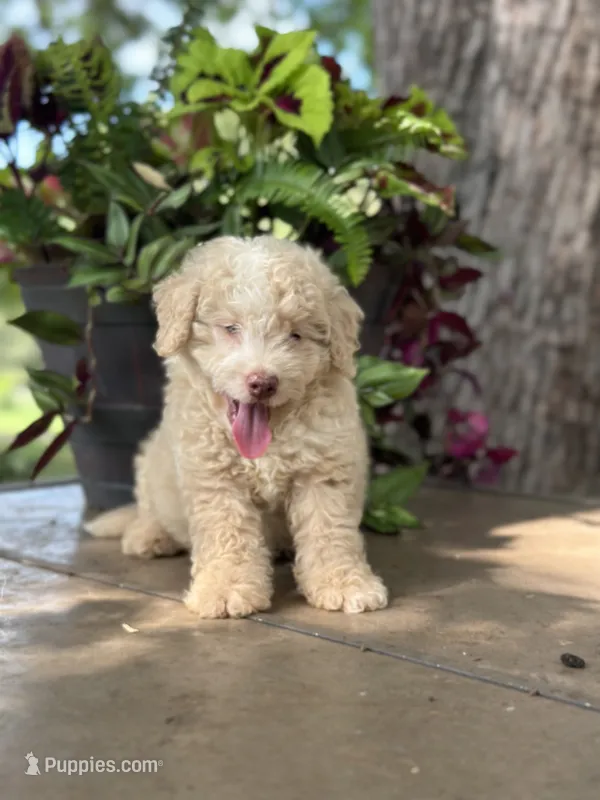 Will – Miniature Golden Retriever puppy for sale in Amherst, VA