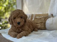 Willow , a female Miniature Goldendoodle for sale in Amherst, VA – 10 of 10