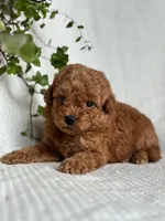 Monty, a male Miniature Goldendoodle for sale in Amherst, VA – 7 of 7