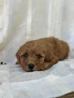 Chester , a male Miniature Goldendoodle for sale in Amherst, VA – 3 of 10