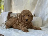 Willow , a female Miniature Goldendoodle for sale in Amherst, VA – 8 of 10