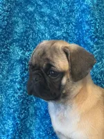 Lila, a female Pug for sale in Amherst, VA – 5 of 10