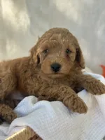 Ridge , a male Miniature Goldendoodle for sale in Amherst, VA – 7 of 10