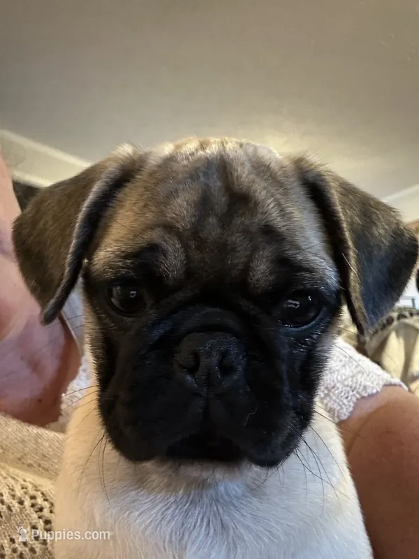 Lila – Pug puppy for sale in Amherst, VA