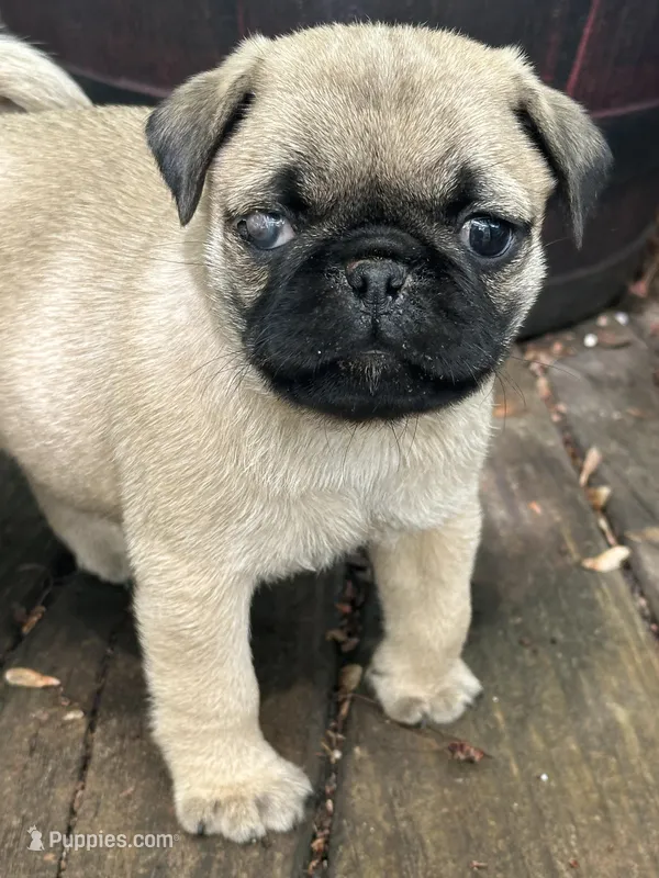 Molly – Pug puppy for sale in Amherst, VA