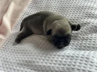 Wonder nation , a female Pug for sale in Amherst, VA – Photo 3 of 5