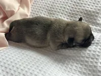 Wonder nation , a female Pug for sale in Amherst, VA – Photo 5 of 5