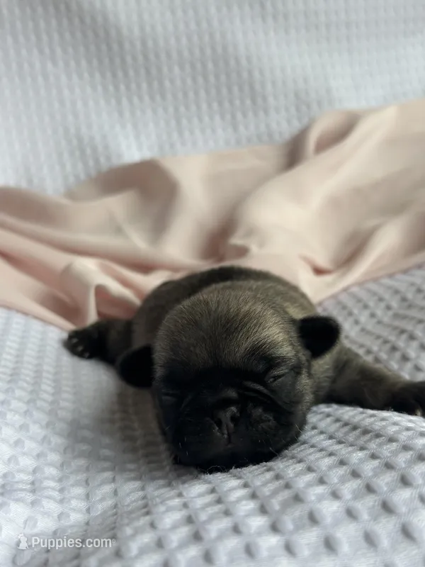Wonder nation  – Pug puppy for sale in Amherst, VA