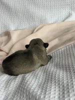 Wonder nation , a female Pug for sale in Amherst, VA – Photo 4 of 5