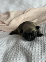 Wonder nation , a female Pug for sale in Amherst, VA – Photo 2 of 5