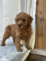 Chester , a male Miniature Goldendoodle for sale in Amherst, VA – 7 of 10