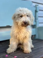 June, a female Miniature Goldendoodle for sale in Amherst, VA – 3 of 8