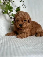 Monty, a male Miniature Goldendoodle for sale in Amherst, VA – 5 of 7