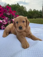 Boyd , a male Goldendoodle for sale in Amherst, VA – 3 of 6