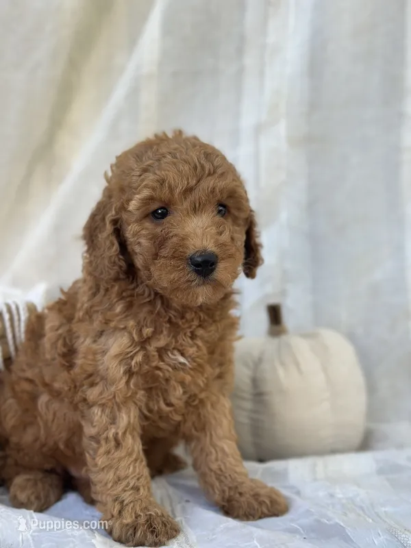 Willow  – Miniature Goldendoodle puppy for sale in Amherst, VA