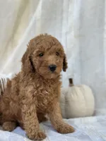 Willow , a female Miniature Goldendoodle for sale in Amherst, VA – 1 of 10