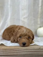 Buster , a male Miniature Goldendoodle for sale in Amherst, VA – 6 of 10