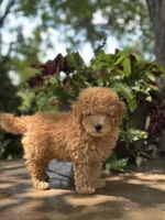 Waffle , a male Miniature Goldendoodle for sale in Amherst, VA – 5 of 8