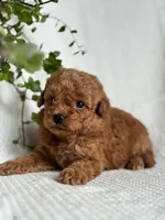 Monty, a male Miniature Goldendoodle for sale in Amherst, VA – 6 of 7