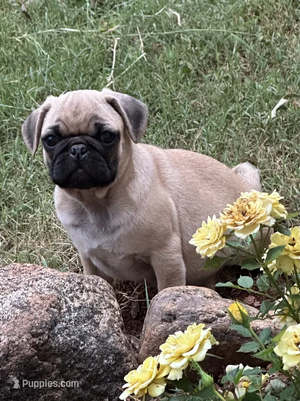 Peppercorn – Pug puppy for sale in Amherst, VA