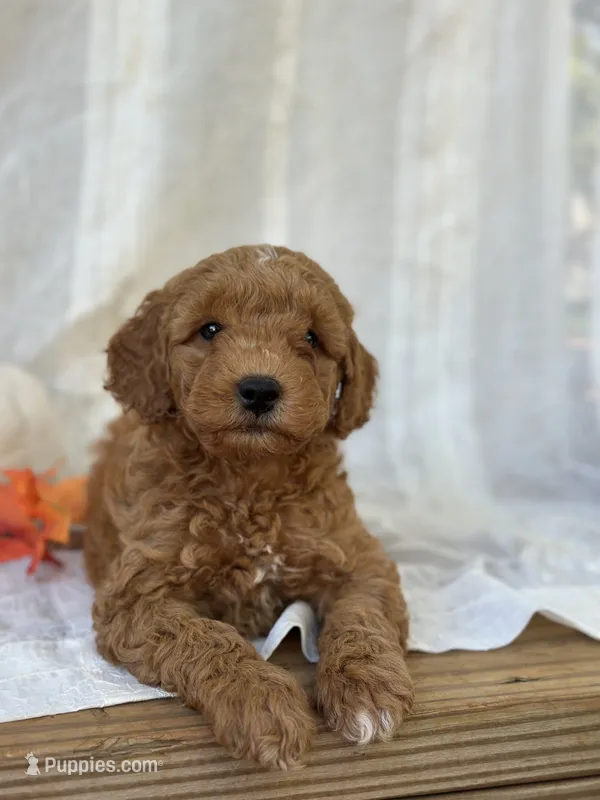 Buster  – Miniature Goldendoodle puppy for sale in Amherst, VA