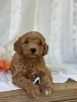 Buster , a male Miniature Goldendoodle for sale in Amherst, VA – 1 of 10