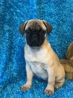 Lila, a female Pug for sale in Amherst, VA – 7 of 10