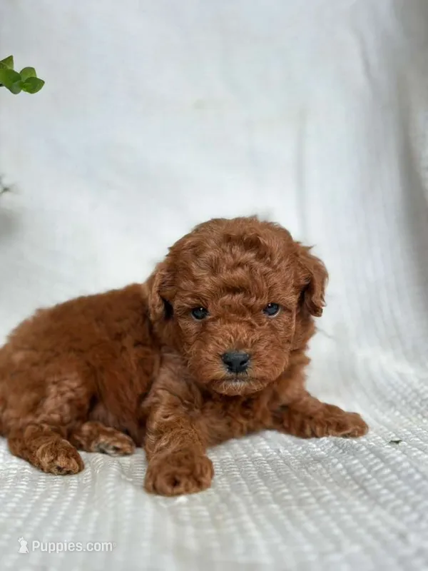 Jerry  – Miniature Goldendoodle puppy for sale in Amherst, VA