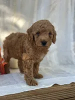 Ridge , a male Miniature Goldendoodle for sale in Amherst, VA – 2 of 10