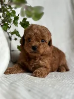 Monty, a male Miniature Goldendoodle for sale in Amherst, VA – 4 of 7