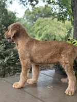 Buster , a male Goldendoodle and Golden Retriever for sale in Amherst, VA – 4 of 8