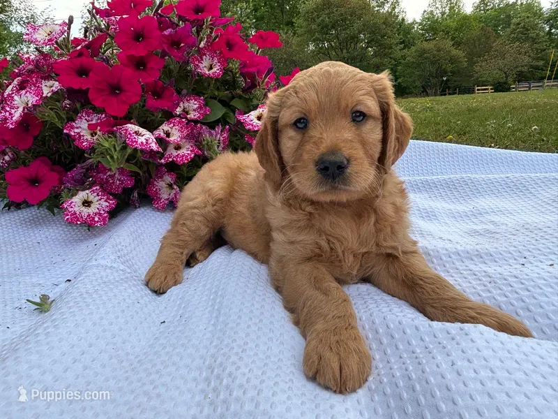 Boyd  – Goldendoodle puppy for sale in Amherst, VA