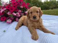 Boyd , a male Goldendoodle for sale in Amherst, VA – 1 of 6