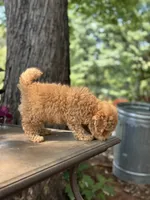 Waffle , a male Miniature Goldendoodle for sale in Amherst, VA – 3 of 8