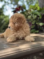 Waffle , a male Miniature Goldendoodle for sale in Amherst, VA – 8 of 8